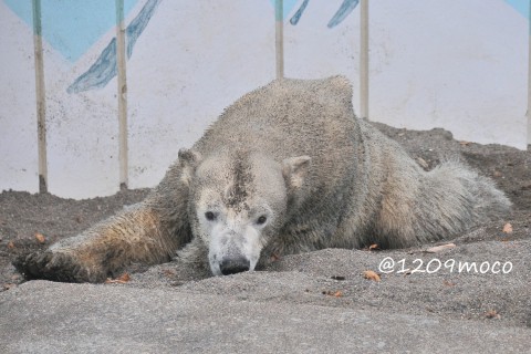 11月3日～釧路市動物園・キロル&ミルク