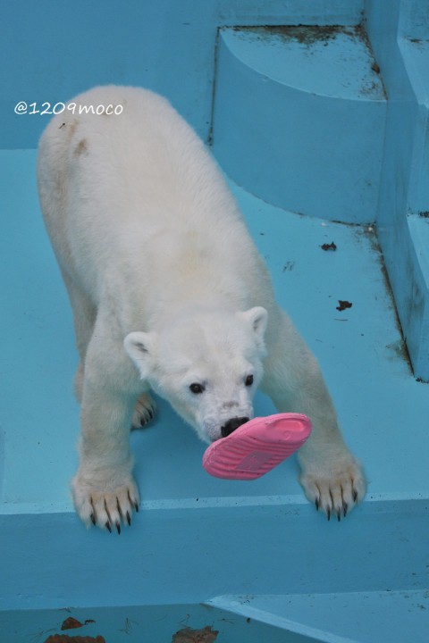 11月5日～おびひろ動物園・アイラ～夏期開園最終日