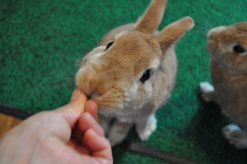 本日のめいんでぃっしゅ