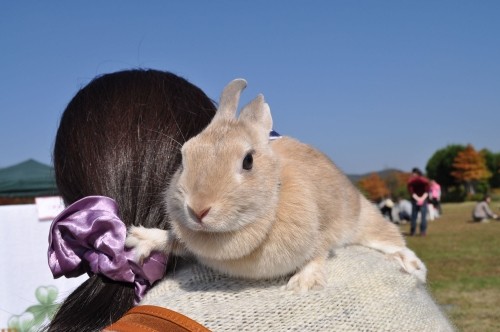肩に乗ってるうさぎ　ティナちゃん