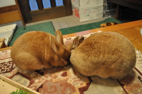 なでてほしいうさぎ
