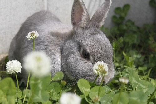 しゃべるうさぎ