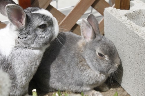 多頭飼いの是非