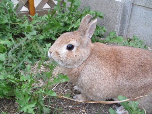 秋風が