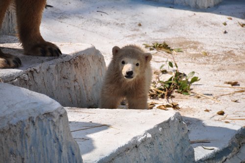 ホッキョクグマの赤ちゃん2