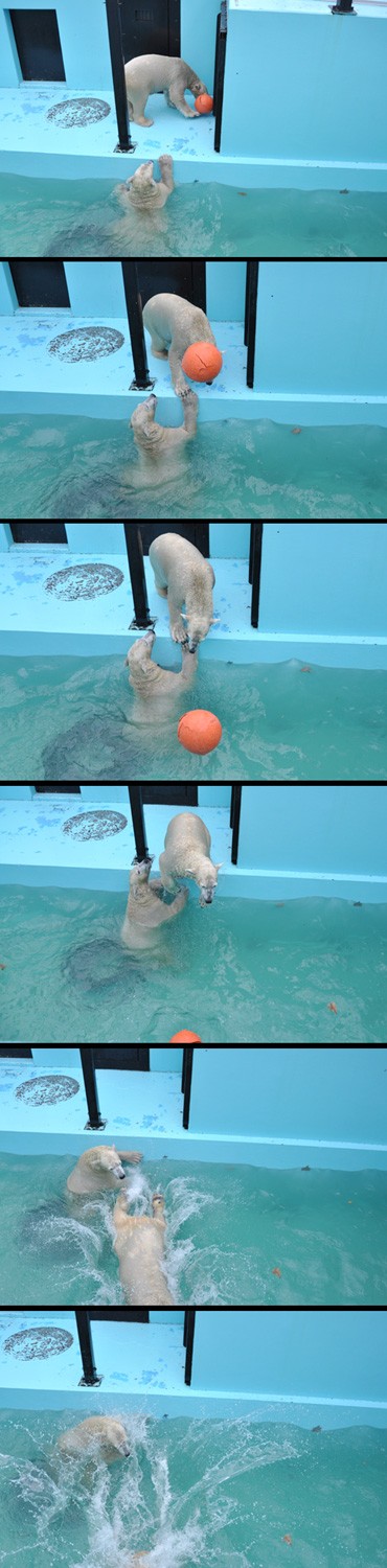 晩秋の北路【1日目】おびひろ動物園 ②イコキロサッカー