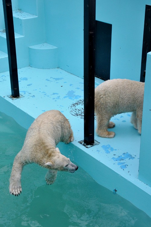 晩秋の北路【1日目】おびひろ動物園③ホンロウされます