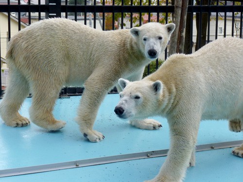 シロクマ的生活のはじまり