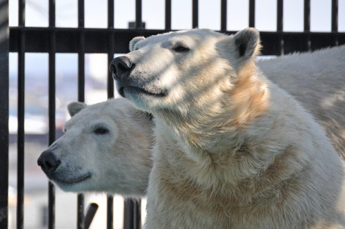 ホッキョクグマ壮行会 -キロル-