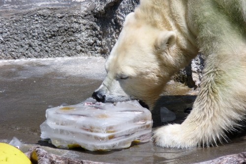 あるクマの夏の一日 浜松編 -1- 氷のプレゼント
