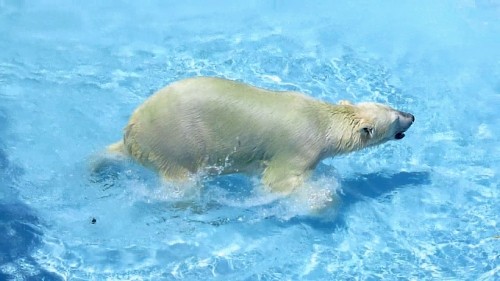 あるクマの夏の一日 浜松編 -2- いつもと違うプール