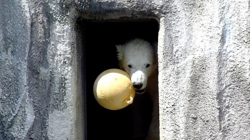 あるクマの夏の一日 浜松編 -4- 呼ばれて飛び出て