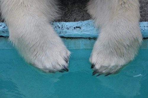 あるクマの夏の一日 浜松編 -7- アジはおやつに入りますか?
