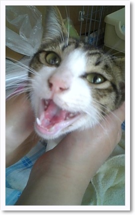 今日の猫さん。