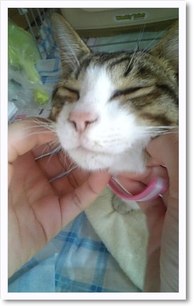 猫さん 手術です!