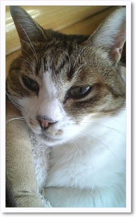 猫カフェwishさんで満喫。