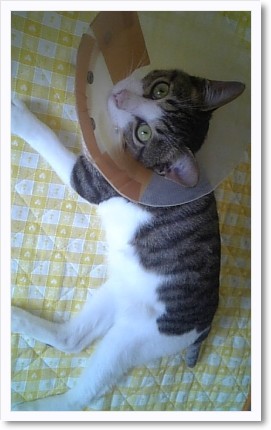 猫のしっぽとお仕事。