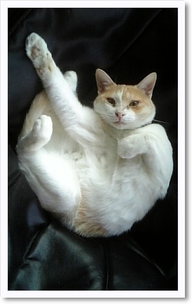 猫カフェwishさん。