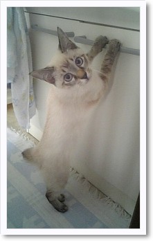 へっぴり腰の日課。