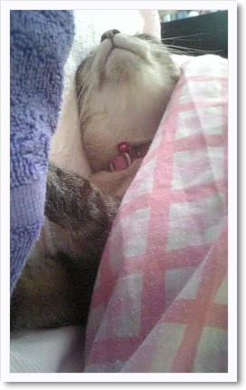 猫だって寒い。