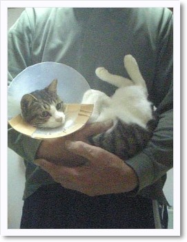 それ、猫ですよ？