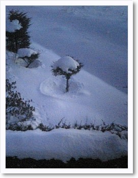 雪景色~ぎゃお君肥える。