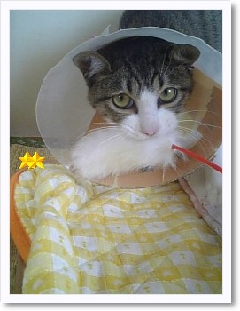 ねこじゃらしの悲劇。
