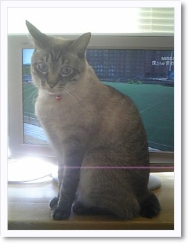 猫が飛び出る3Dテレビ!?