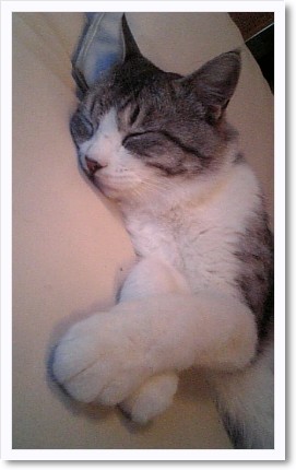 猫三昧。