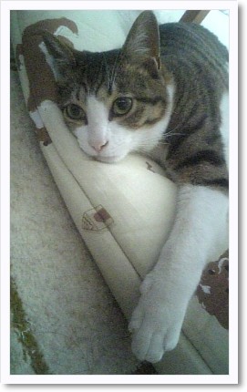 真似っ子猫。 りりーさん徐々に回復へ。