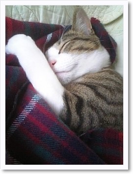 犬猫救済の輪。
