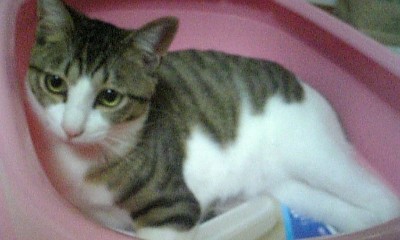 新しいベット イエ━━゜+。v(。・ω・。)v゜+。━━イ♪