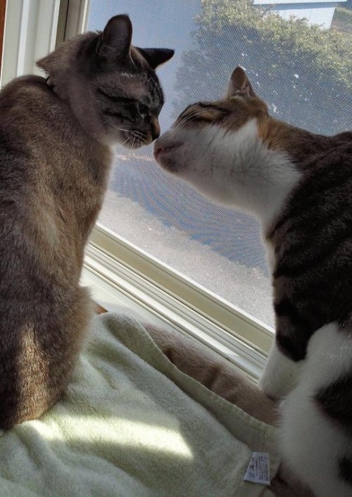 キッス (^ε^)