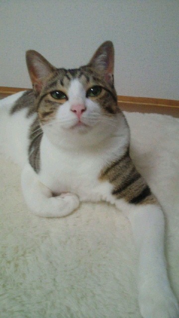 にゃんこは目を細めた時の顔に萌え(*゜ー゜*)