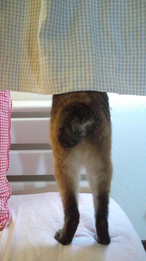可愛いお尻(*´エ｀*)・:*:・↓。