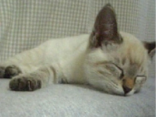 もみじさん 3歳になりました(*´エ`*)