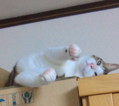 ぎゃお君の隠れ家 (。´Д｀。)ン？