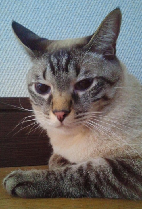 もみじさん、薬またまた戻っちゃいました。