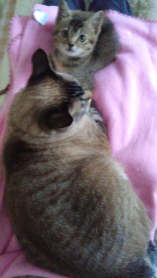 寒い日くらいは甘えさせてー:*:・(*´エ`*)・:*: