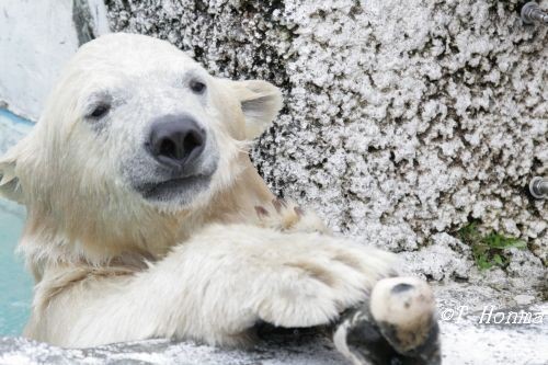昨年の双子の日常