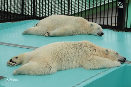 川の字には１頭足りませんが