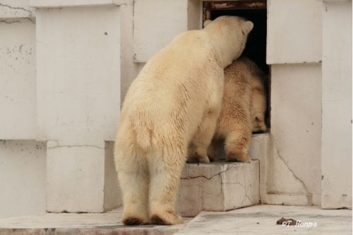 １年前の氷のちょっと前