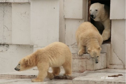 １年前の氷とスイカ