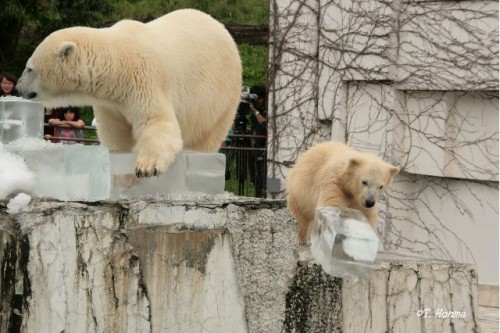 １年前の氷とくまくま