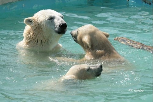 １年前８月６日のくまくま