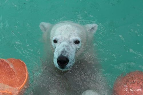 イコロのブイ遊び