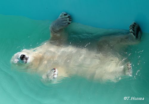 キロルの背泳ぎ