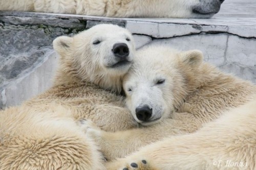 平原太鼓とキロル