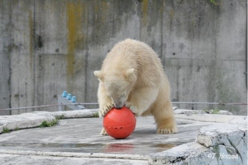 2009年8月29日の浮き玉遊び