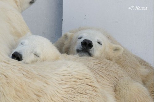 2009年9月3日の寝姿いろいろ